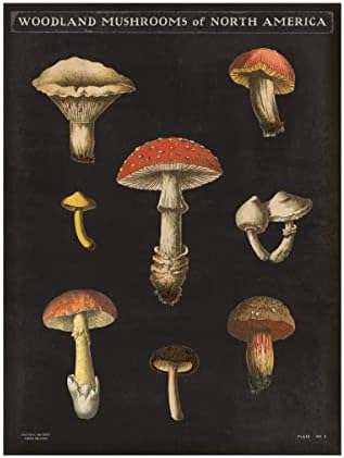Marca registrada Belas artes 'cogumelos GRAT II' Arte de tela por portfólio de maçã selvagem