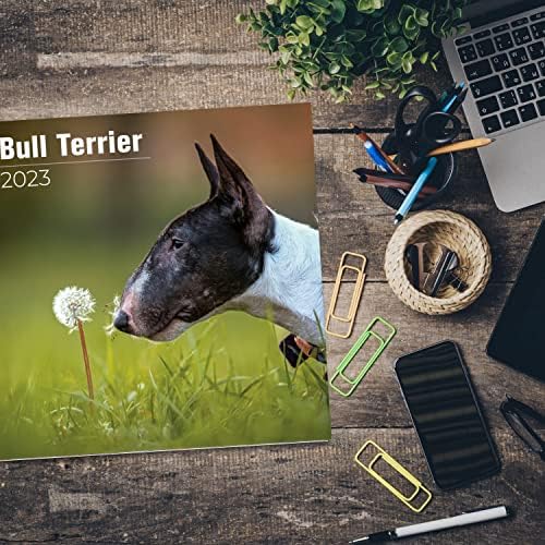 2022 2023 Calendário de Terrier Bull - Caso Mensal de Raça de Dog Calendar - 12 x 24 Open - Papel sem