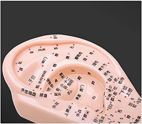 Modelo de acupuntura da orelha de massagem fhuili - modelo de acupuntura humana tradicional chinesa - para ponto