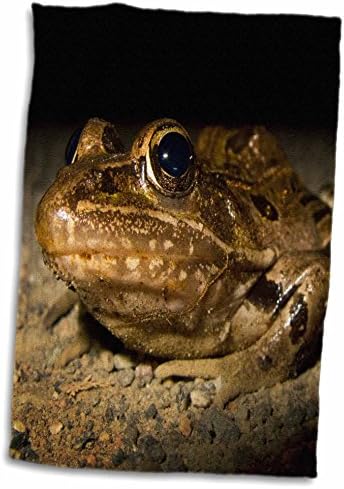 3d Rose New Jersey-Swamp Nwr. Sul Leopard Frog-Us31 JGL0034-JIM Gilbert Hand/Sports Toalha, 15 x 22, branco