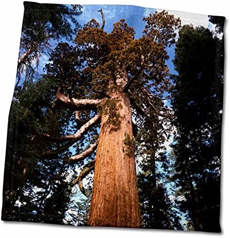 3drose gigante Sequoias, Yosemite, Califórnia, EUA - US05 AJE0106 - Adam Jones - Toalhas