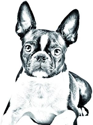 Boston Terrier, lápide oval de azulejo de cerâmica com uma imagem de um cachorro