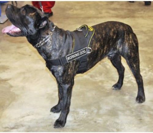 DT Fun Works Arness, cão de trabalho, preto com acabamento amarelo, X-Large-se encaixa no tamanho: