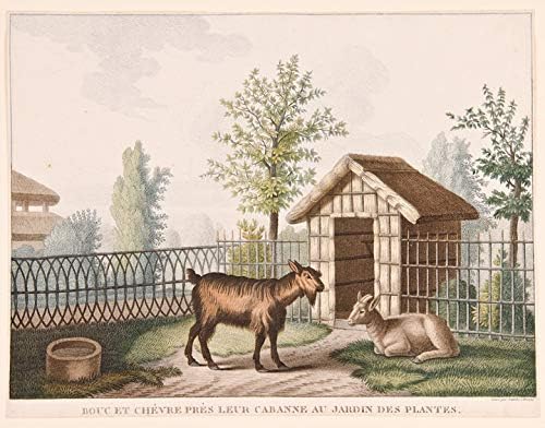 [Conjunto de quatro impressões de animais no 'Jardin des Plales' em Paris]