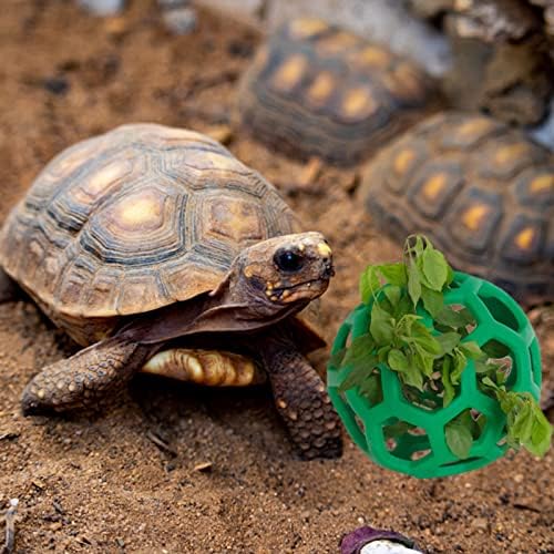 Tartaruga alimentador de tartaruga vegetal e alimentador de frutas Tartaruga de tartaruga de tartaruga