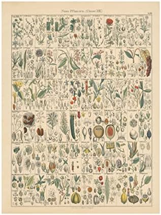 Marca registrada Belas Artes 'Flora Chart II' Arte de tela do portfólio de maçã selvagem 14x19