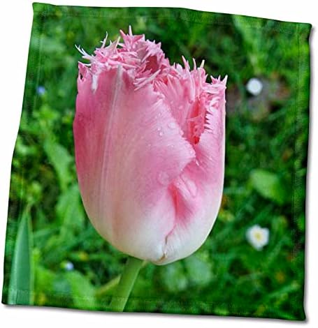3d rosa tulip macro flor twl_183796_1 toalha, 15 x 22, multicolor